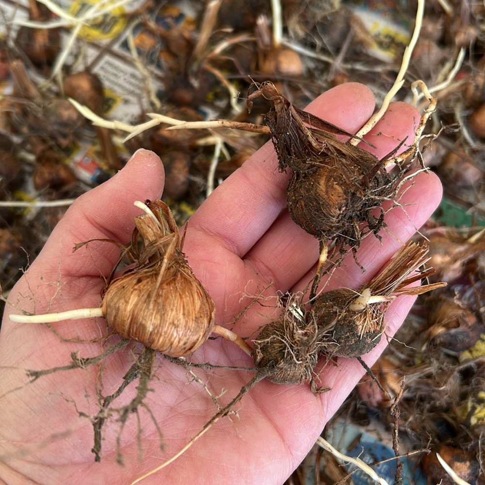 Crocosmia Flower Bulbs 50 - Picture 2 of 3